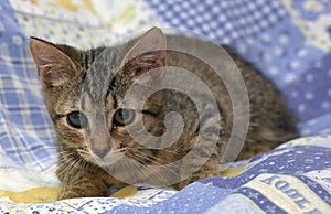 Cute tabby kitten with a sick eye at an animal shelter