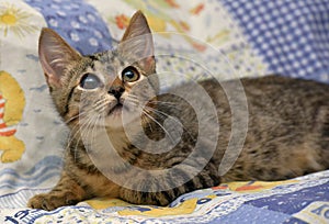 Cute tabby kitten with a sick eye at an animal shelter