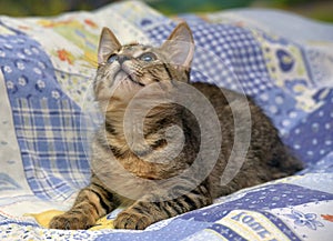 Cute tabby kitten with a sick eye at an animal shelter