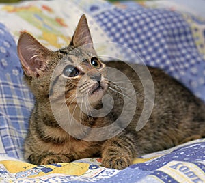 Cute tabby kitten with a sick eye at an animal shelter