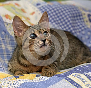 Cute tabby kitten with a sick eye at an animal shelter