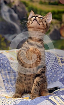 Cute tabby kitten with a sick eye at an animal shelter