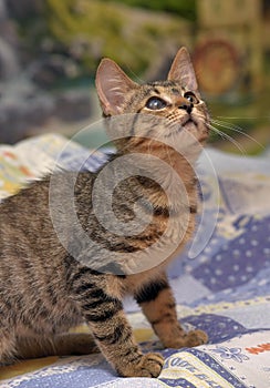 Cute tabby kitten with a sick eye at an animal shelter