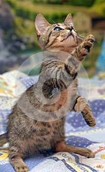 Cute tabby kitten with a sick eye at an animal shelter