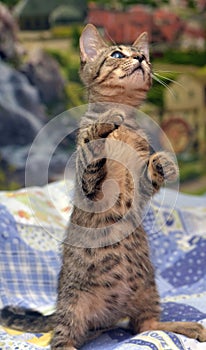 Cute tabby kitten with a sick eye at an animal shelter