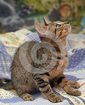 Cute tabby kitten with a sick eye at an animal shelter