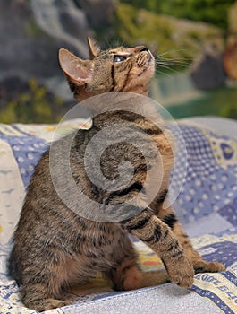 Cute tabby kitten with a sick eye at an animal shelter