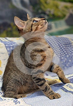 Cute tabby kitten with a sick eye at an animal shelter