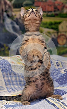 Cute tabby kitten with a sick eye at an animal shelter