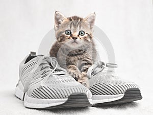Cute tabby kitten sitting on shoes and watching vigilantly