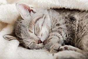 Cute tabby kitten sleep on white soft blanket. Cats rest napping on bed. Comfortable pet sleep at cozy home. Cat sleep on pillow
