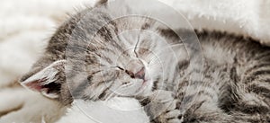 Cute tabby kitten sleep on white soft blanket. Cats rest napping on bed. Comfortable pets sleep at cozy home. Long web banner