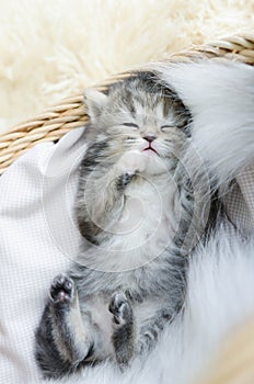 Cute tabby kitten sleeping