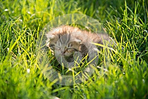 Cute tabby kitten sleeping on green grass