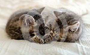 Cute tabby kitten sleeping, hugging, kissing on white paid at home. Newborn kitten, Baby cat, Kid animal and cat concept. Domestic