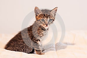 Cute tabby kitten on soft off-white comforter
