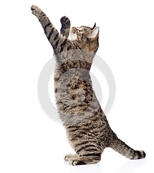 Cute tabby kitten standing on hind legs and leaping. isolated