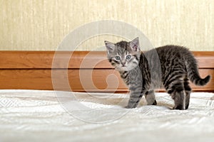 Cute tabby kitten standing on white plaid at home. Newborn kitten, Baby cat, Kid animal and cat concept. Domestic animal. Home pet
