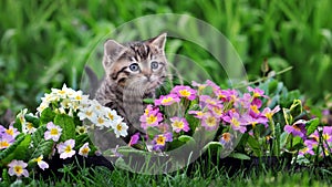 Cute tabby kitten surrounded by flowers