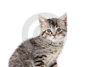 Cute tabby kitten on white