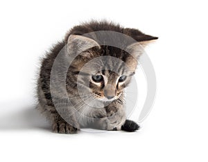 Cute tabby kitten on white