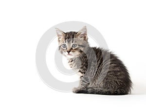 Cute tabby kitten on white