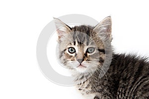 Cute tabby kitten on white