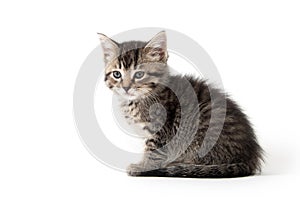 Cute tabby kitten on white