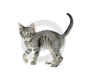 Cute tabby kitten on white