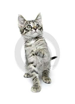 Cute tabby kitten on white