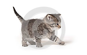 Cute tabby kitten on white