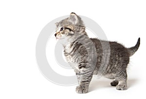 Cute tabby kitten on white