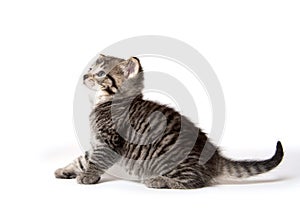 Cute tabby kitten on white