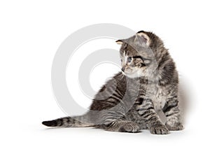 Cute tabby kitten on white