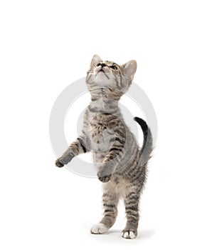 Cute tabby kitten on white