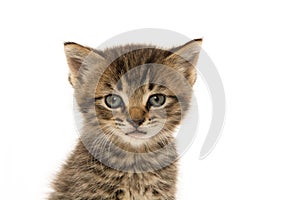 Cute tabby kitten on white