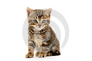 Cute tabby kitten on white