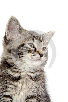 Cute tabby kitten on white