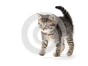 Cute tabby kitten on white