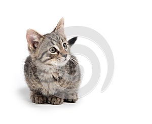 Cute tabby kitten on white background