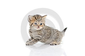 Cute tabby kitten on white background