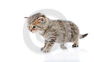 Cute tabby kitten on white background