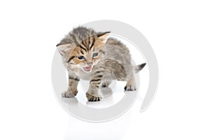 Cute tabby kitten on white background