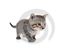 Cute tabby kitten on white background