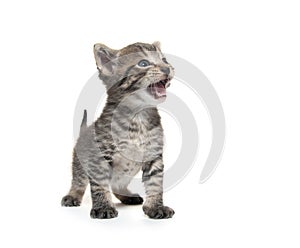 Cute tabby kitten on white background