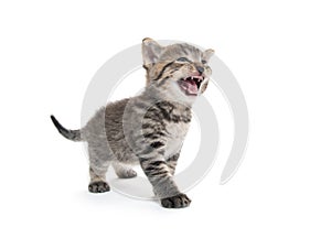 Cute tabby kitten on white background