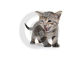 Cute tabby kitten on white background