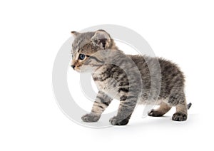 Cute tabby kitten on white background