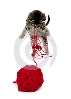Cute tabby kitten with yarn