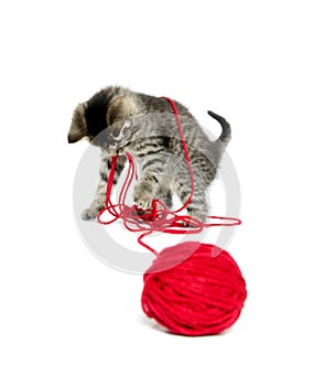 Cute tabby kitten with yarn